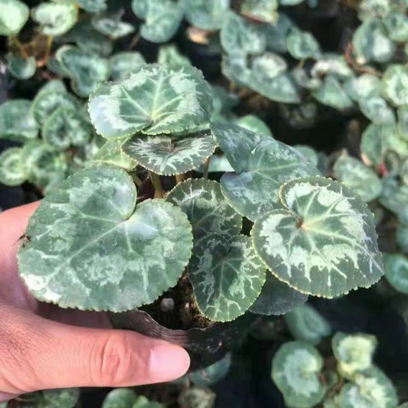 仙客来小苗盆栽花卉植物。5颗一组小苗偏远不包邮