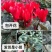 仙客来小苗盆栽花卉植物。5颗一组小苗偏远不包邮