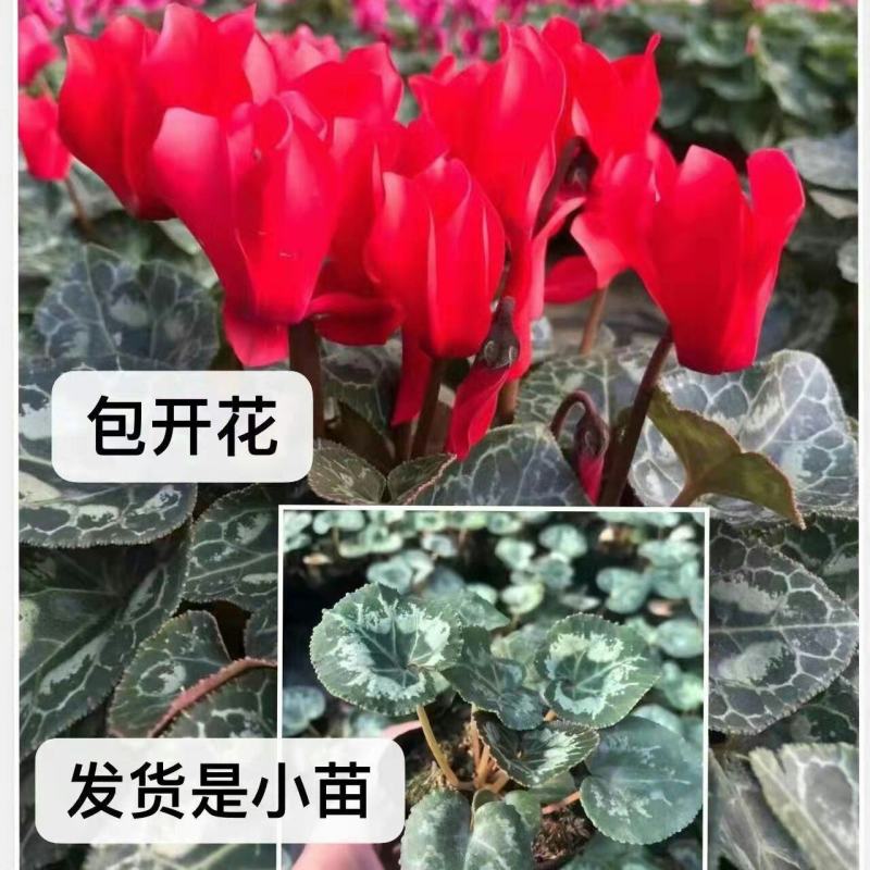 仙客来小苗盆栽花卉植物。5颗一组小苗偏远不包邮