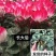 仙客来小苗盆栽花卉植物。5颗一组小苗偏远不包邮