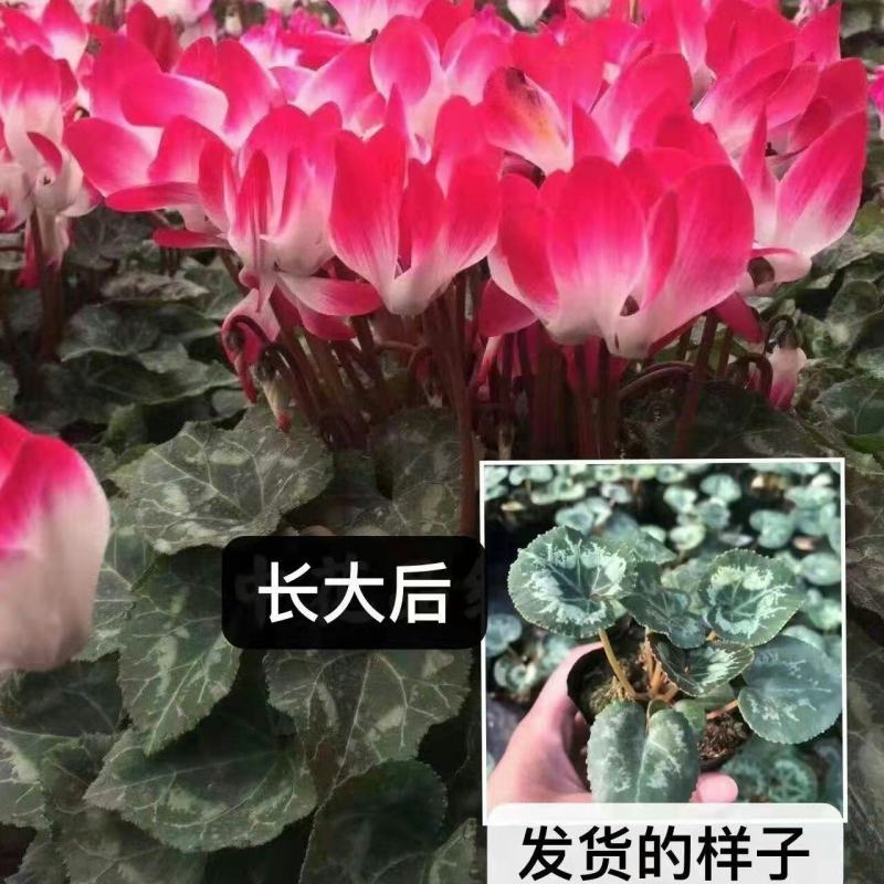 仙客来小苗盆栽花卉植物。5颗一组小苗偏远不包邮