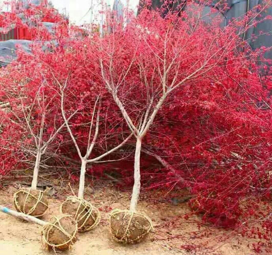 北方庭院中防护越冬的红枫实景