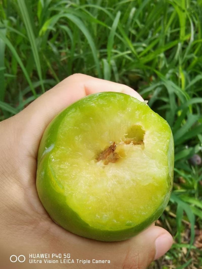 芙蓉李，味帝，青脆李，大小红宝石，万亩基地！