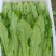 【推荐】精品油麦菜，常年大量供应，提供任何包装。