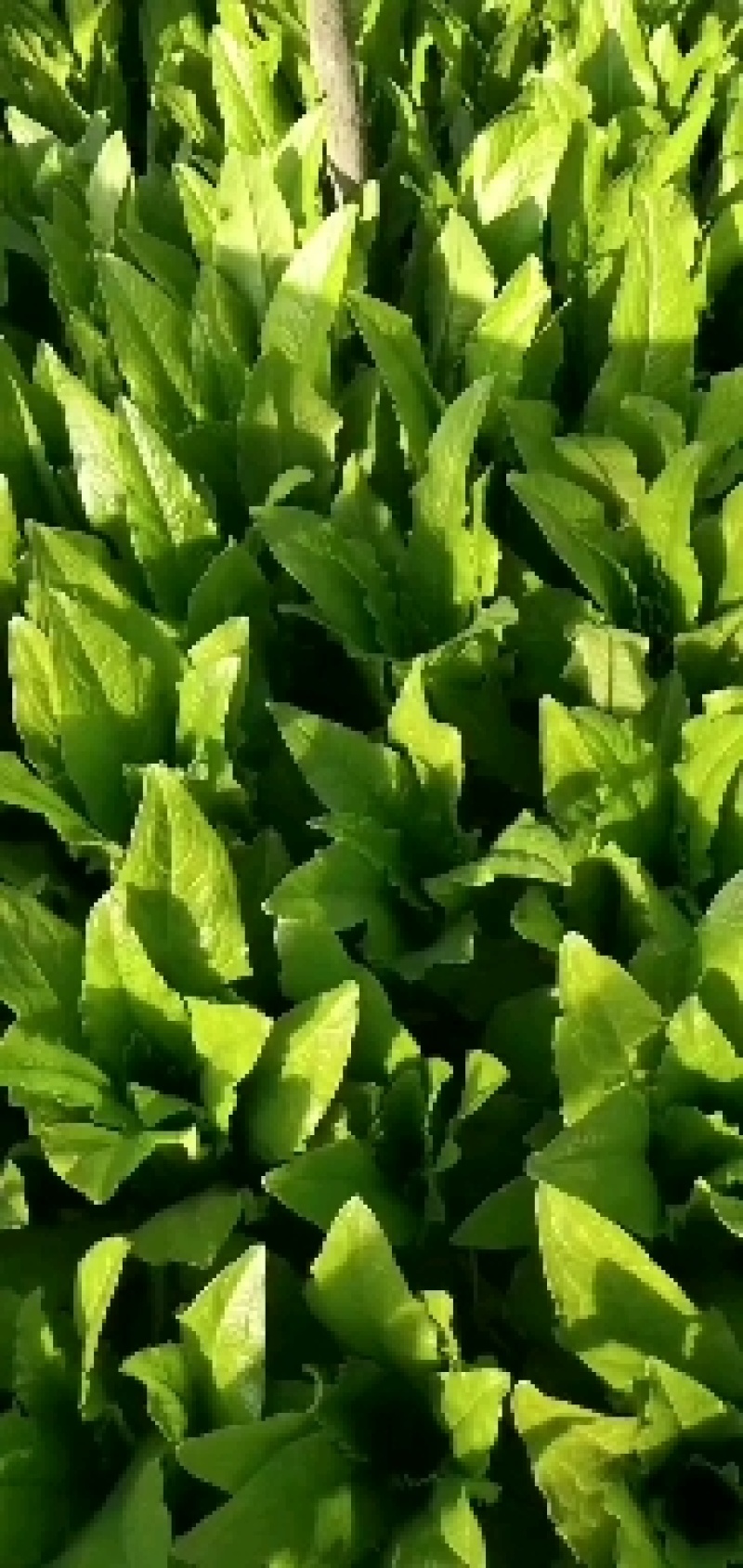 【推荐】精品油麦菜，常年大量供应，提供任何包装。