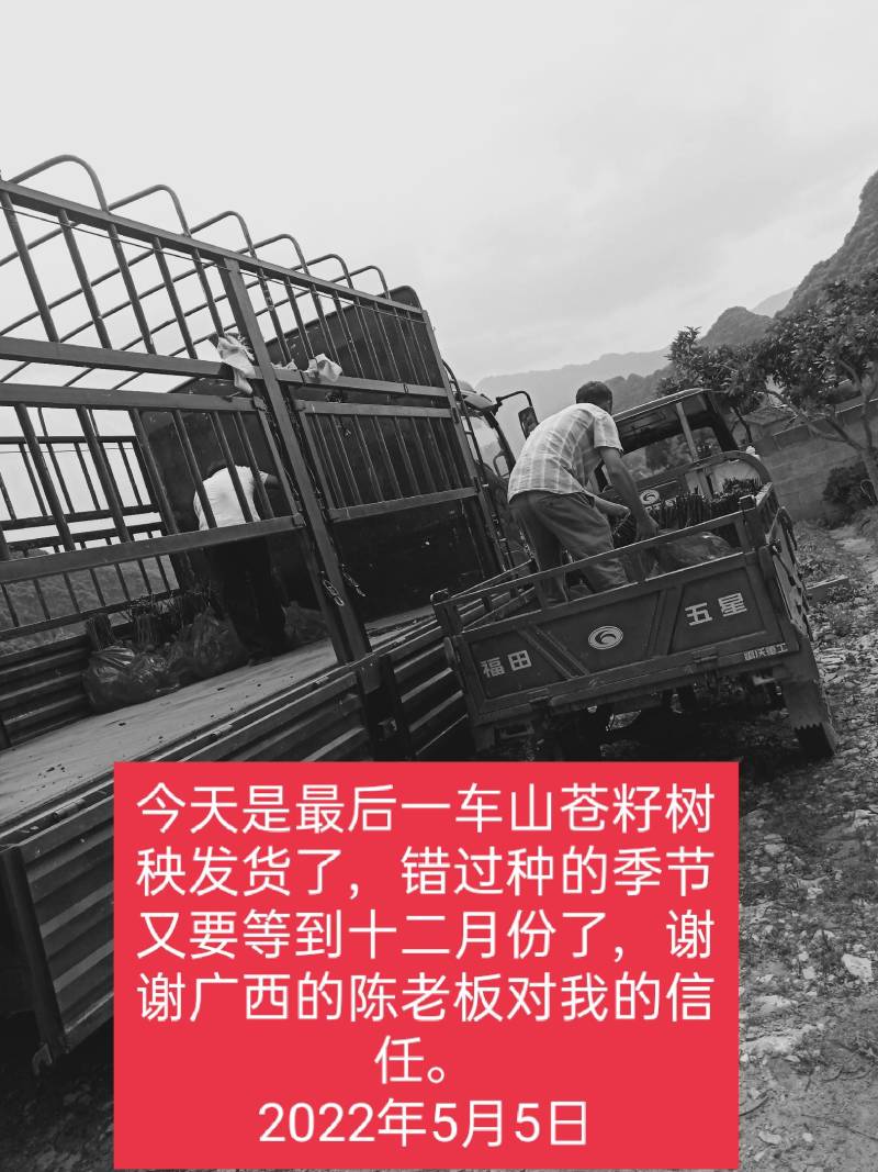 供应优质高产快丰收的山苍籽树秧。