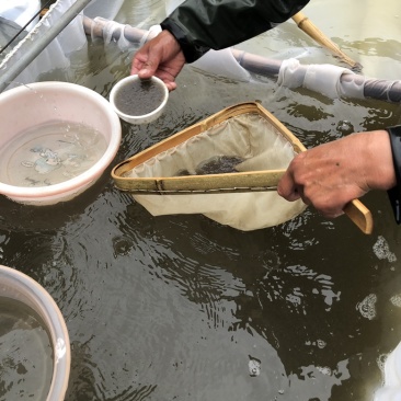 【推荐】白鲢水花苗场直供一手货源保质保量可发班车