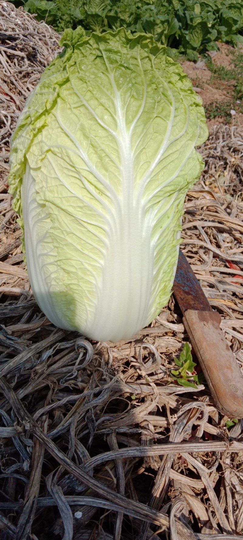 大娃娃菜