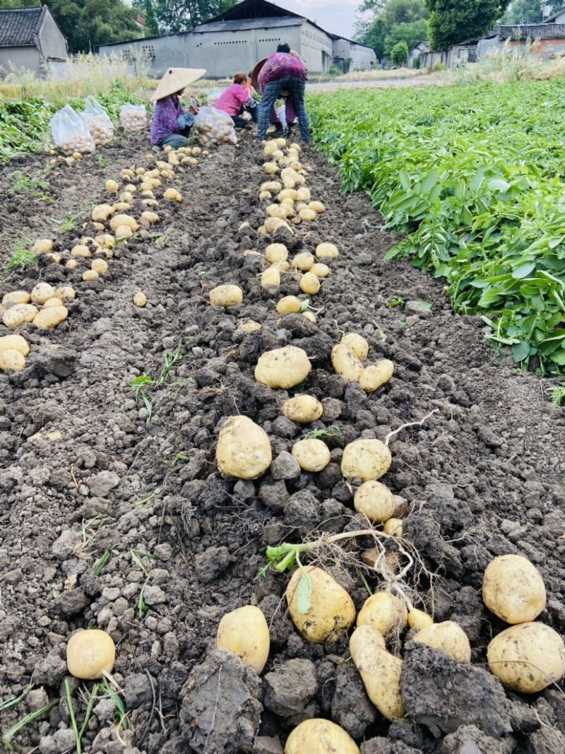 新鲜土豆新沃土大量上市中，直接电话