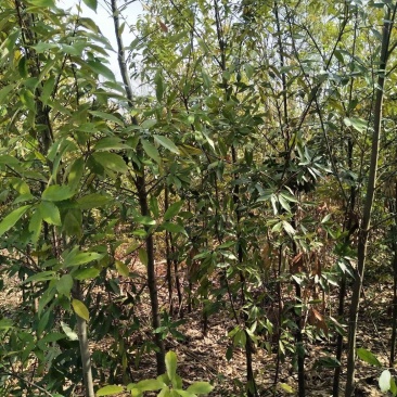 江西青冈栎苗木种植基地大量供应1-3公分一年生的小苗