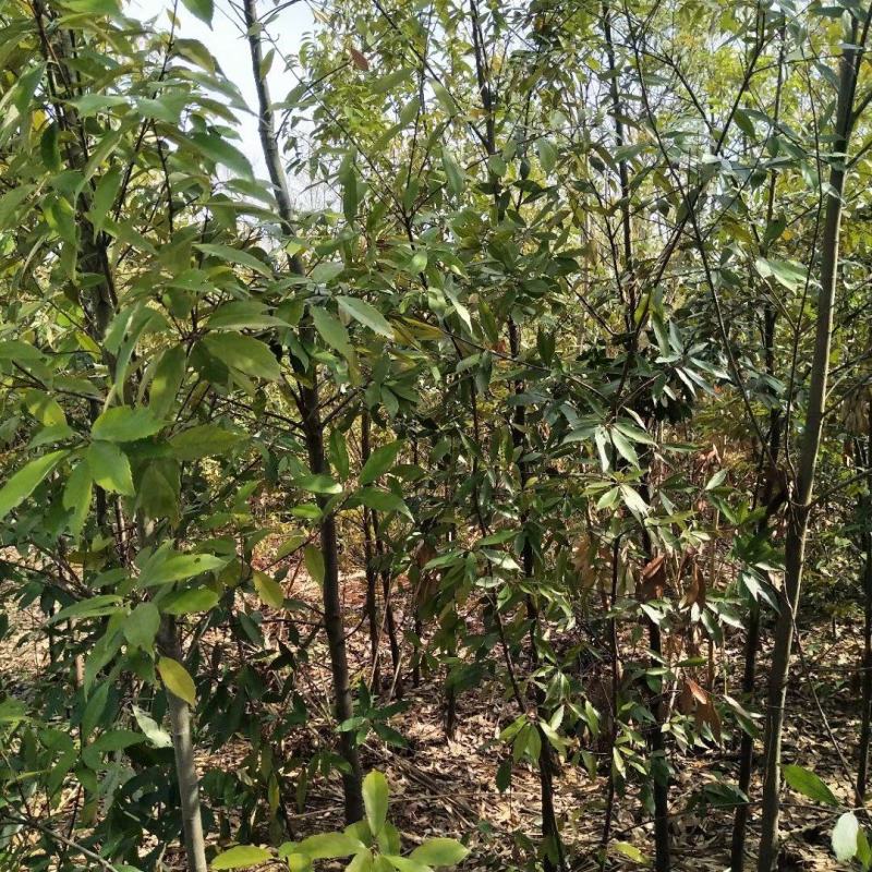 江西青冈栎苗木种植基地大量供应1-3公分一年生的小苗
