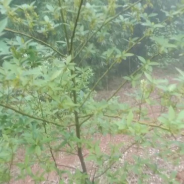 供应优质高产快丰收的山苍籽树秧。