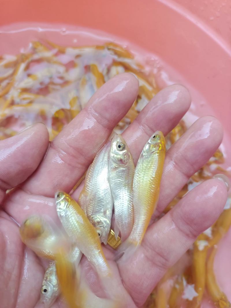 黄金草鱼苗，科技兴渔，技术支持，源头直供，可视频看货。