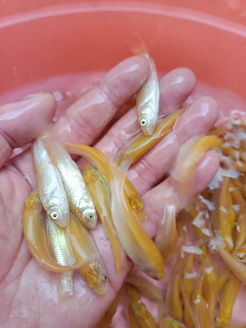 黄金草鱼苗，科技兴渔，技术支持，源头直供，可视频看货。