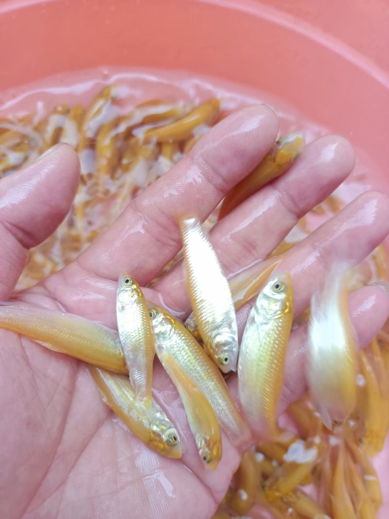 黄金草鱼苗，科技兴渔，技术支持，源头直供，可视频看货。