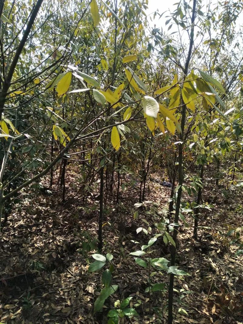 江西青冈栎苗木种植基地大量供应1-3公分一年生的小苗