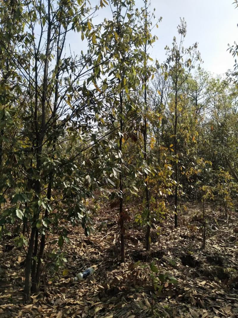 江西青冈栎苗木种植基地大量供应1-3公分一年生的小苗