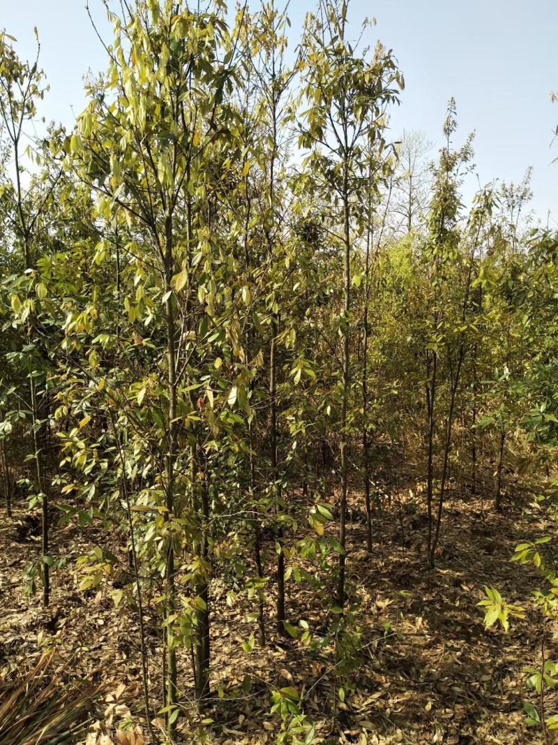 江西青冈栎苗木种植基地大量供应1-3公分一年生的小苗