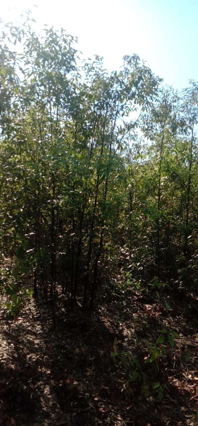 江西青冈栎苗木种植基地大量供应1-3公分一年生的小苗