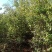 江西青冈栎苗木种植基地大量供应1-3公分一年生的小苗