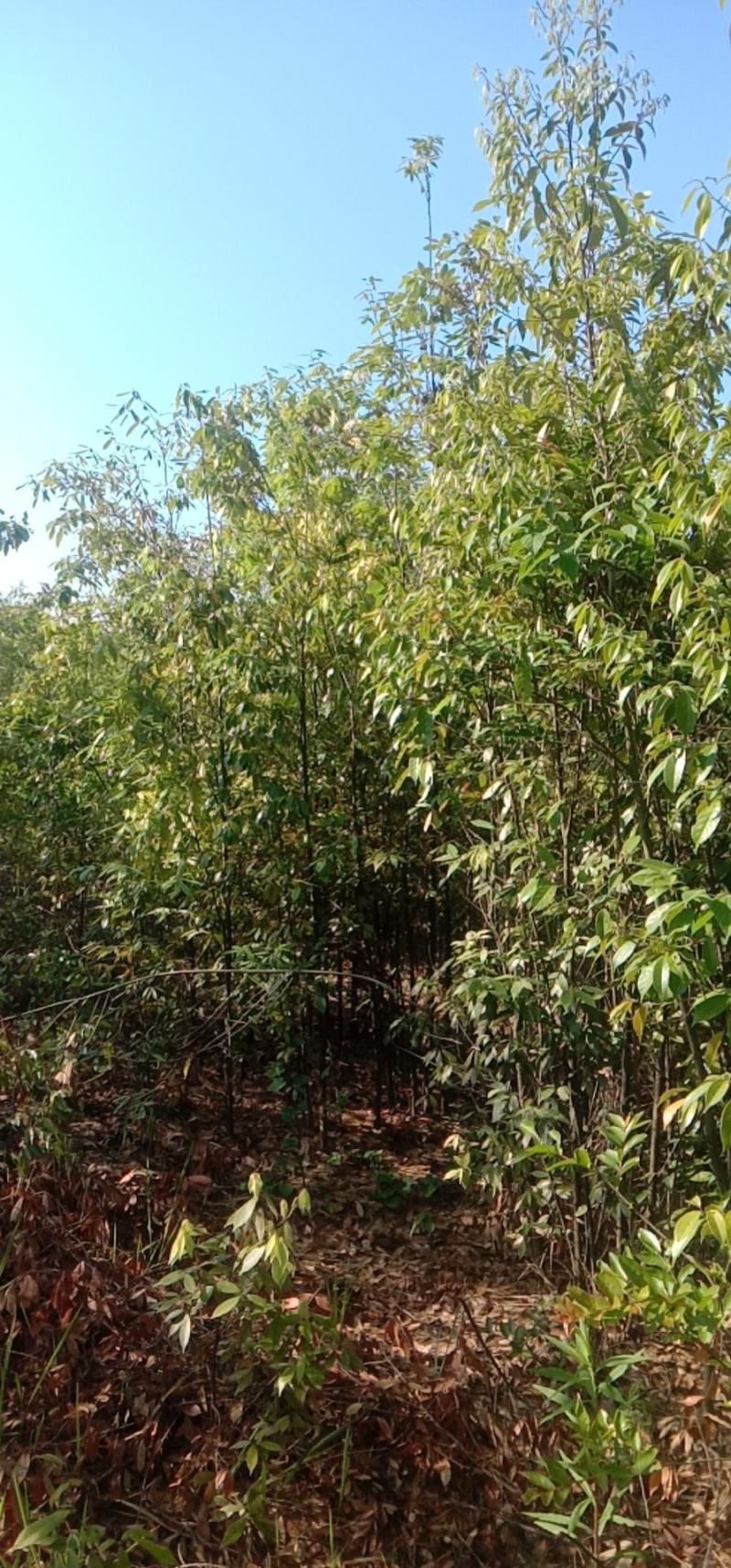 江西青冈栎苗木种植基地大量供应1-3公分一年生的小苗
