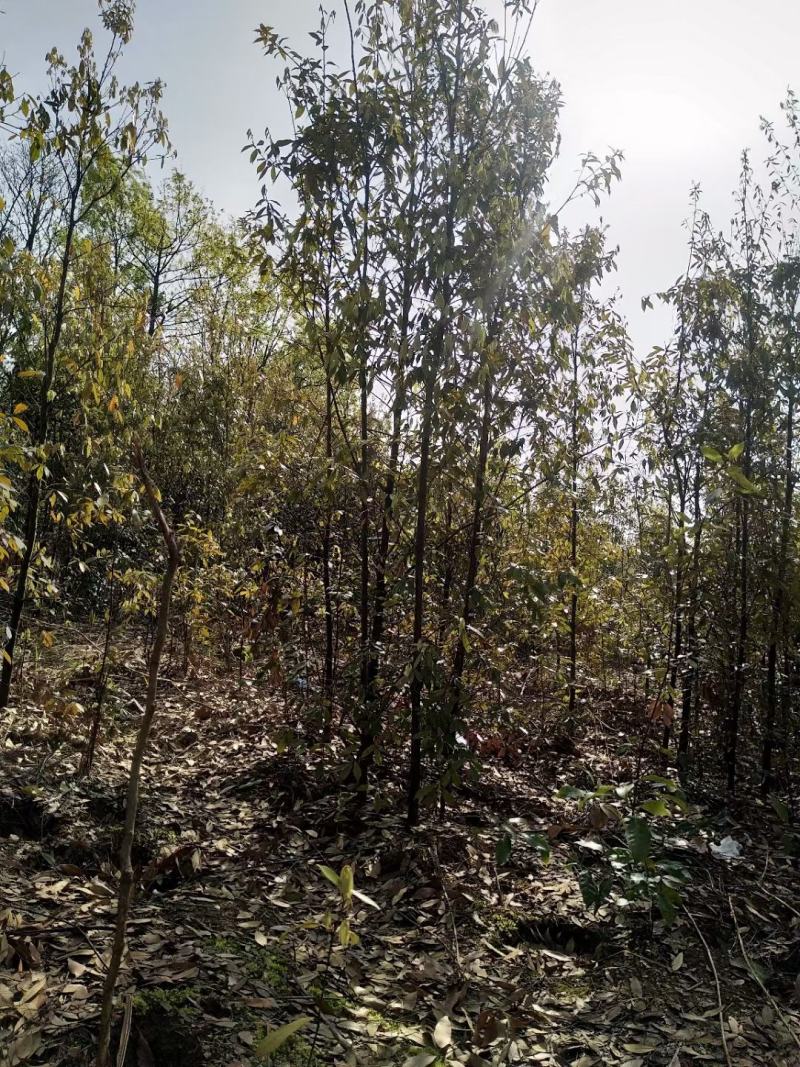 江西青冈栎苗木种植基地大量供应1-3公分一年生的小苗