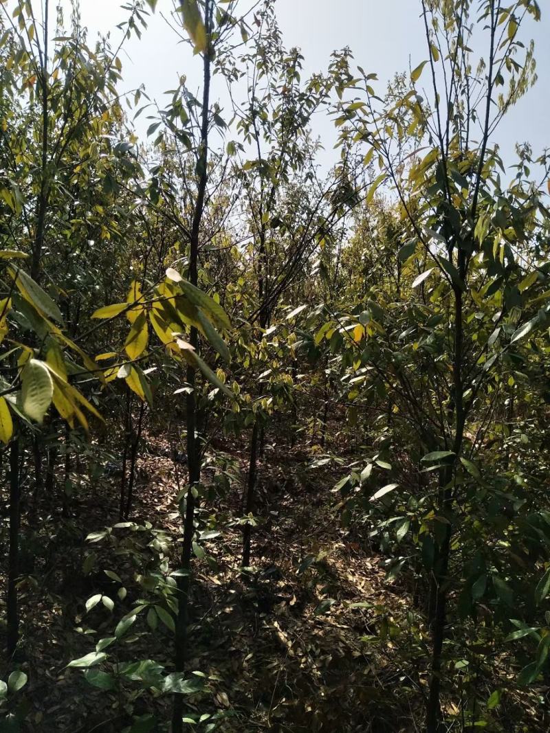 江西青冈栎苗木种植基地大量供应1-3公分一年生的小苗