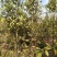 江西青冈栎苗木种植基地大量供应1-3公分一年生的小苗