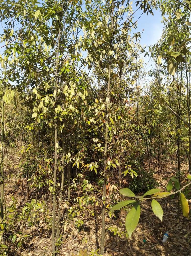 江西青冈栎苗木种植基地大量供应1-3公分一年生的小苗