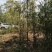 江西青冈栎苗木种植基地大量供应1-3公分一年生的小苗