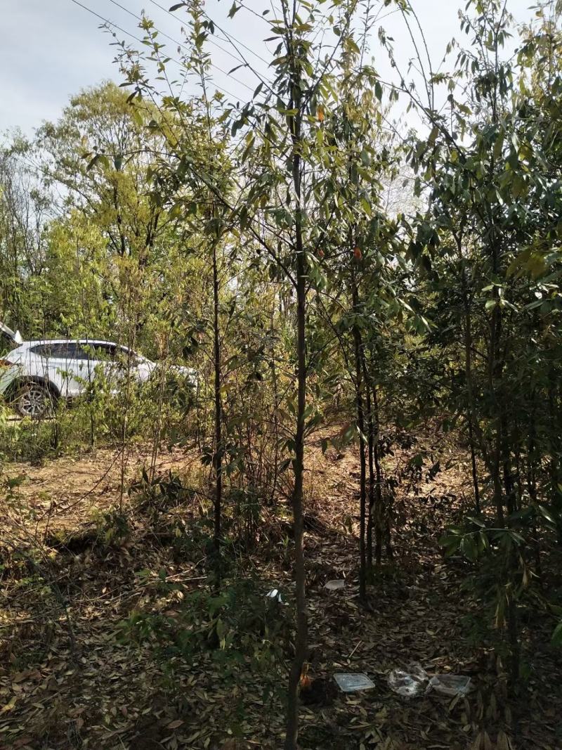 江西青冈栎苗木种植基地大量供应1-3公分一年生的小苗
