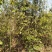 江西青冈栎苗木种植基地大量供应1-3公分一年生的小苗