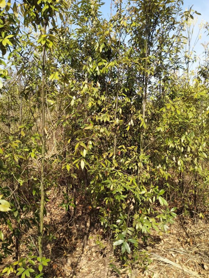 江西青冈栎苗木种植基地大量供应1-3公分一年生的小苗