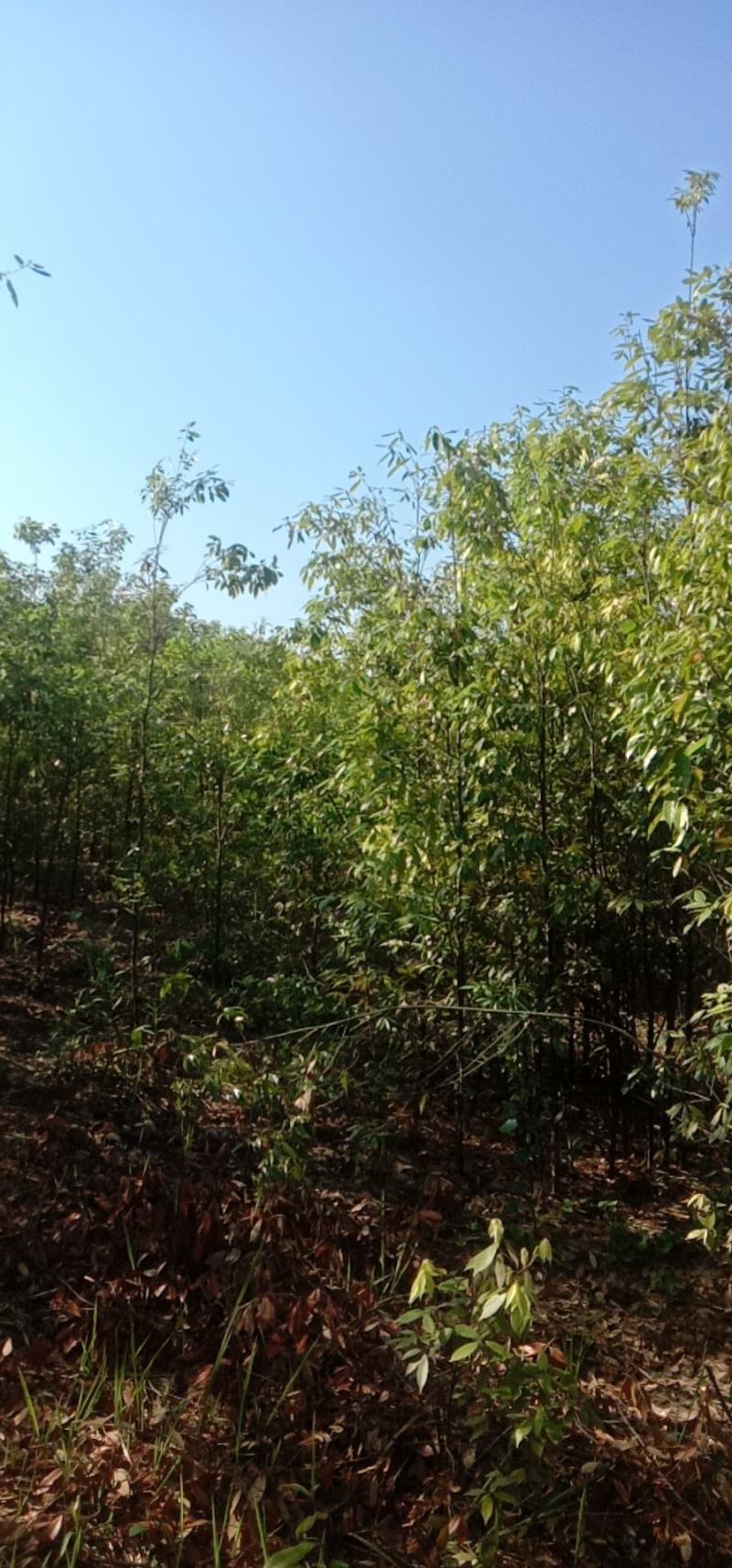 江西青冈栎苗木种植基地大量供应1-3公分一年生的小苗