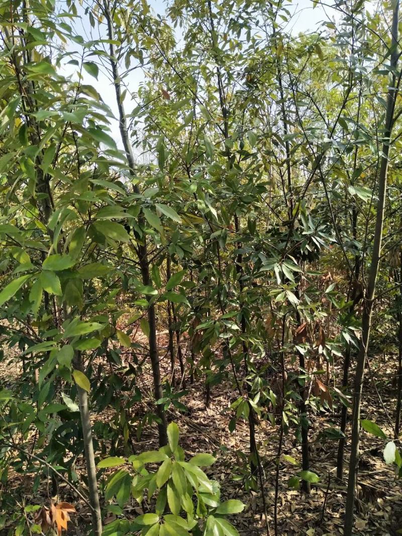江西青冈栎苗木种植基地大量供应1-3公分一年生的小苗