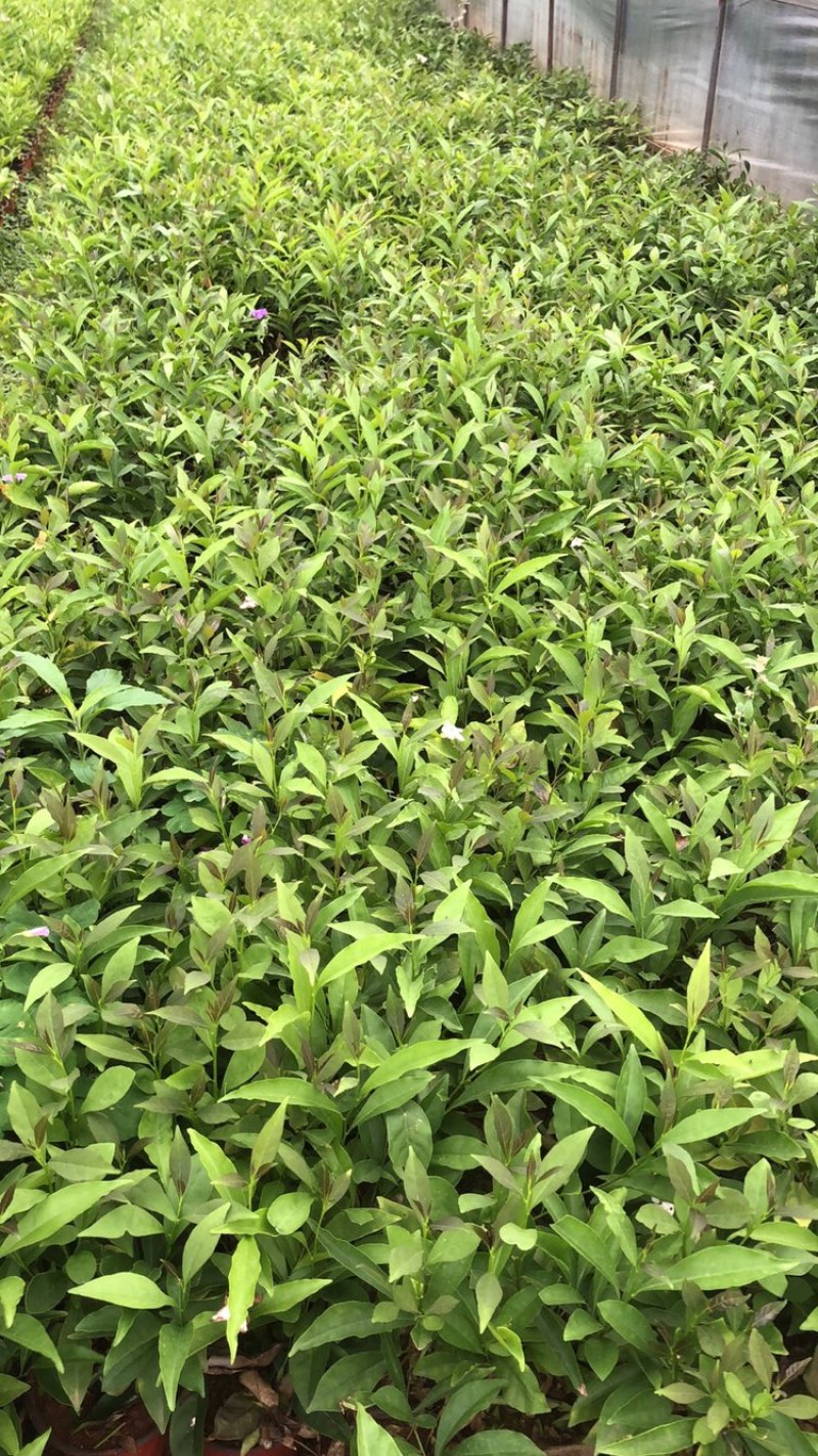 双色茉莉鸳鸯茉莉