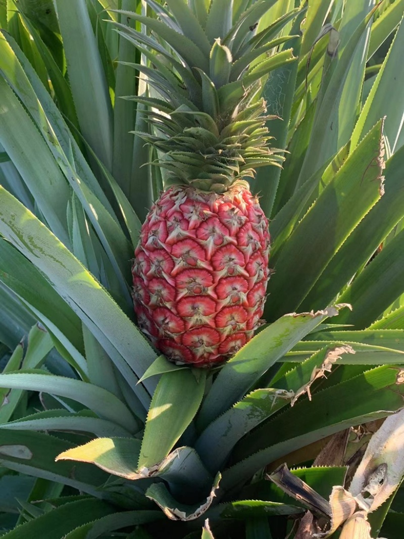 鸿运当头凤梨纯甜品种凤梨苗价格可谈