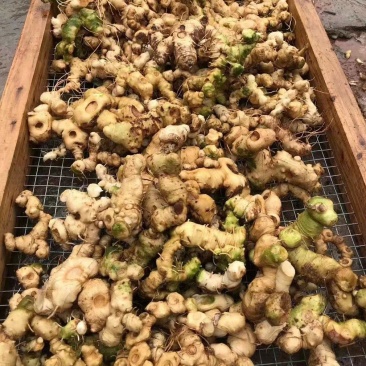 野生黄精广西大瑶山正品九蒸九晒黄精三蒸三晒新鲜黄精