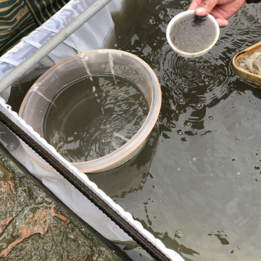 【推荐】精品草鱼水花保证数量诚信经营量大专车直达
