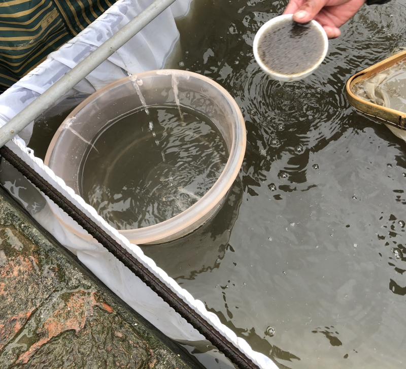 【推荐】精品草鱼水花保证数量诚信经营量大专车直达