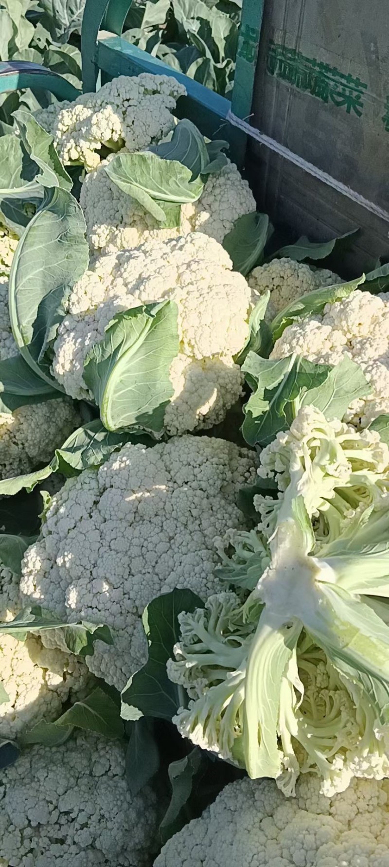 花菜。包菜量大质量稳定农户没有中间商冷库网套什么包装都有