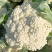 花菜。包菜量大质量稳定农户没有中间商冷库网套什么包装都有