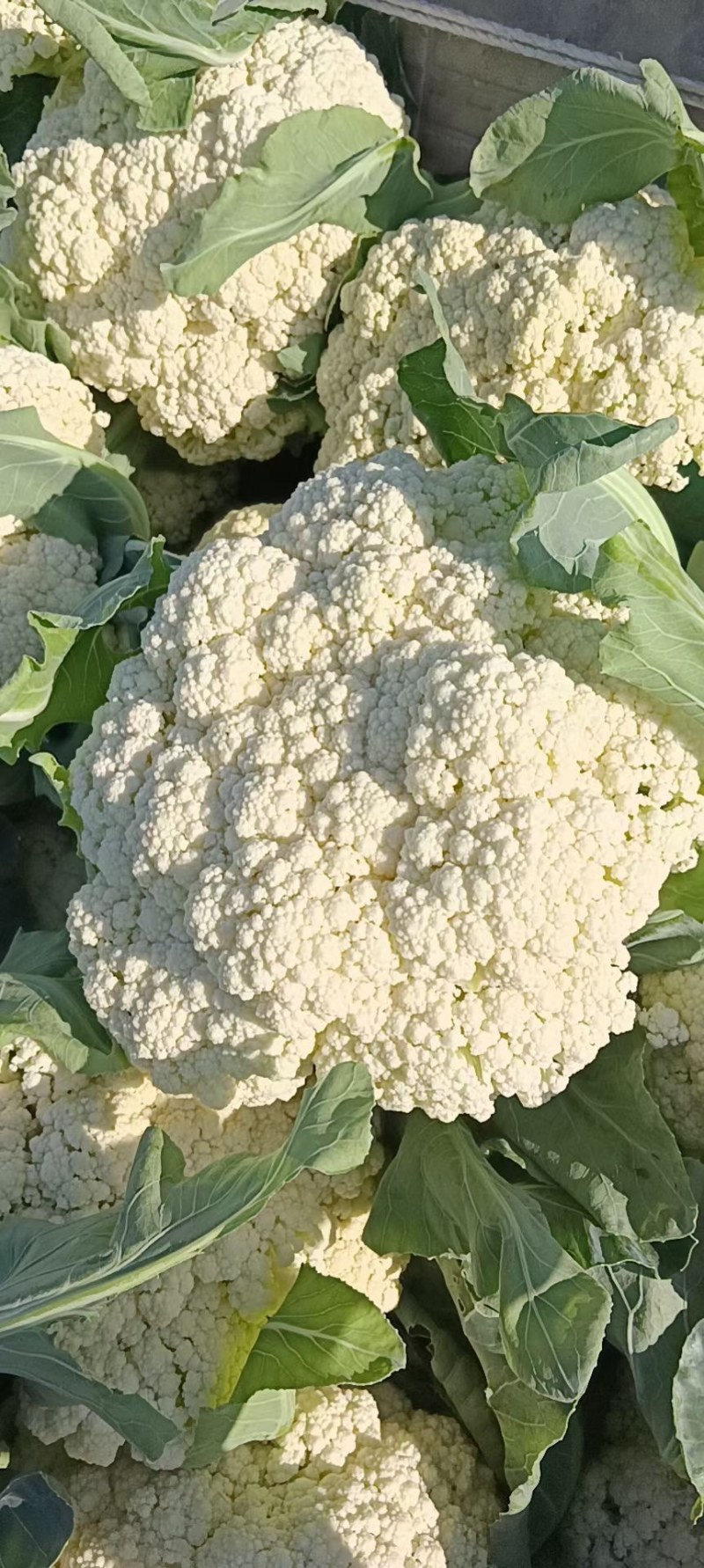花菜。包菜量大质量稳定农户没有中间商冷库网套什么包装都有