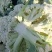 花菜。包菜量大质量稳定农户没有中间商冷库网套什么包装都有