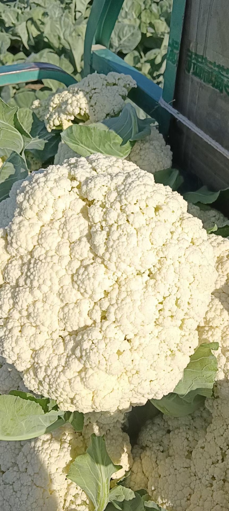花菜。包菜量大质量稳定农户没有中间商冷库网套什么包装都有