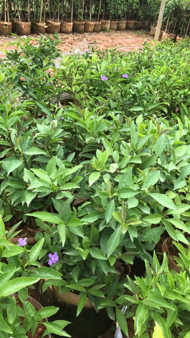 双色茉莉鸳鸯茉莉