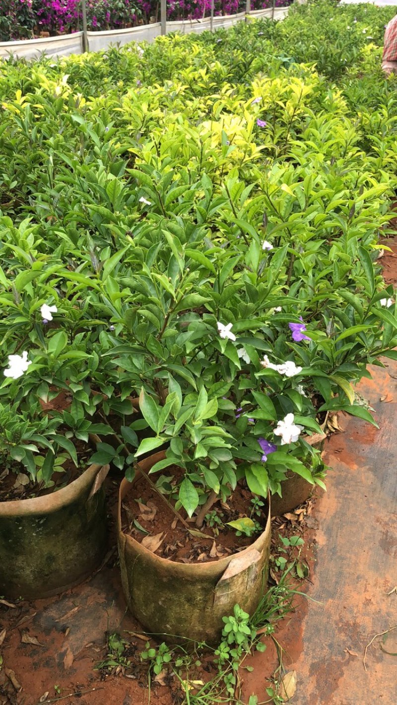 双色茉莉鸳鸯茉莉
