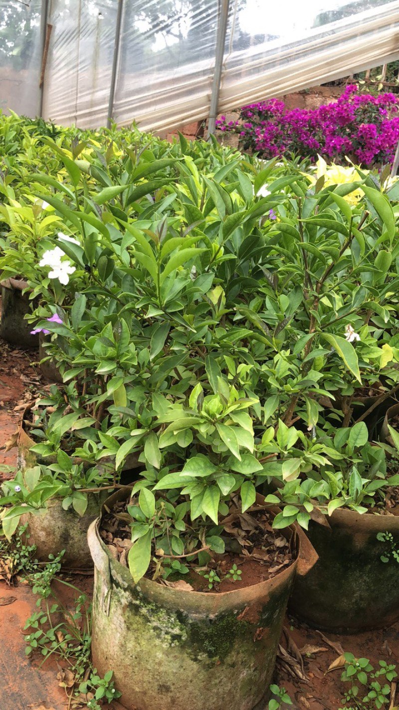 双色茉莉鸳鸯茉莉