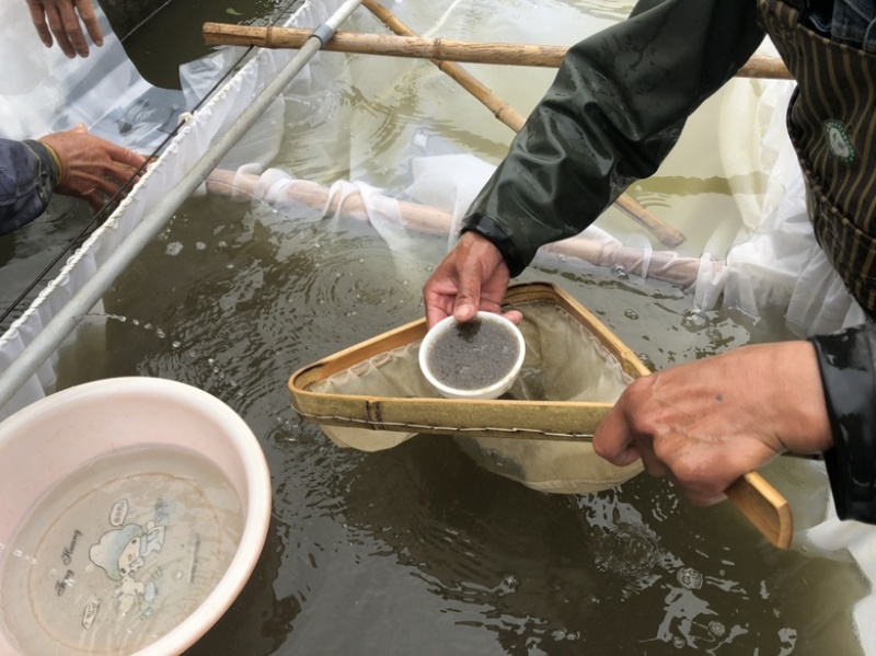 【推荐】精品草鱼水花保证数量诚信经营量大专车直达