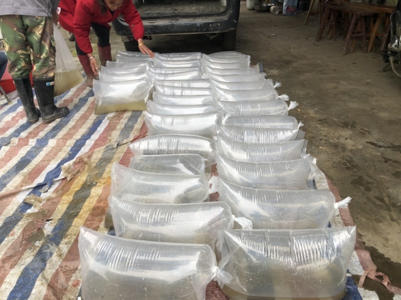【推荐】精品草鱼水花保证数量诚信经营量大专车直达